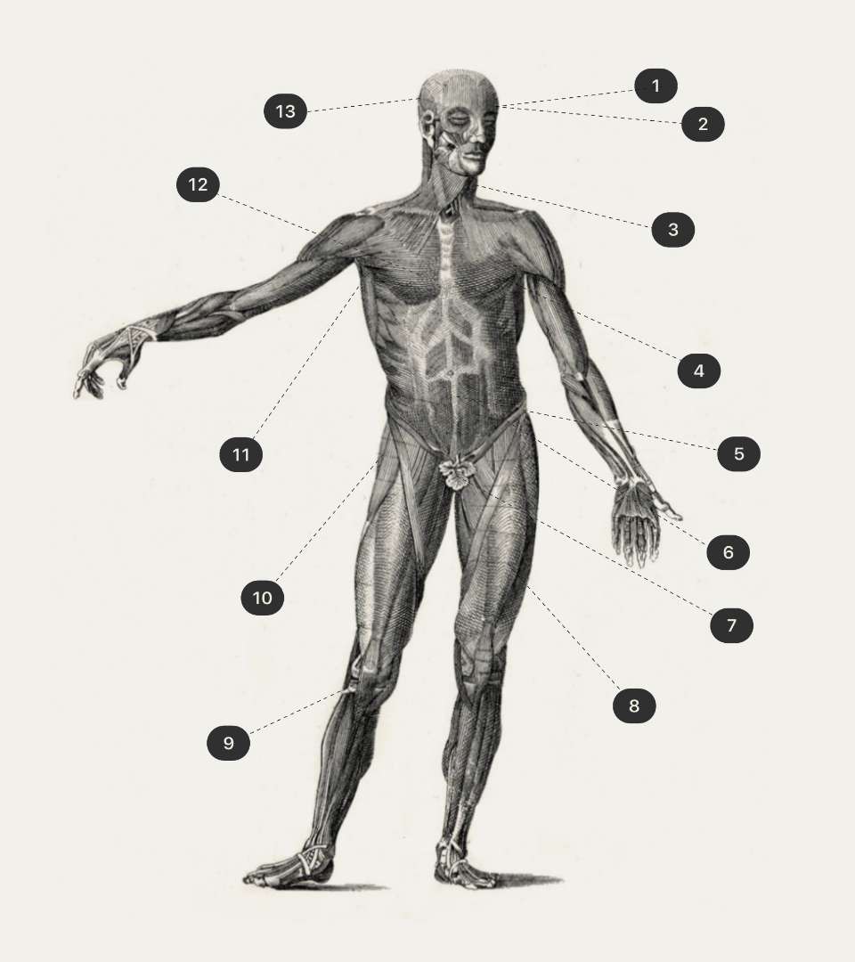A anatomical illustration of a standing person's musculoskeletal system surrounded by several numbers highlighting the different systems that Miora will address in the program and three benefits for each system. Each number points to a different part of the body. 