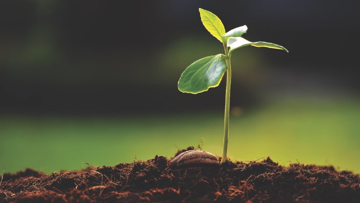 Close up shot of a sprouting plant coming out of the dirt. 